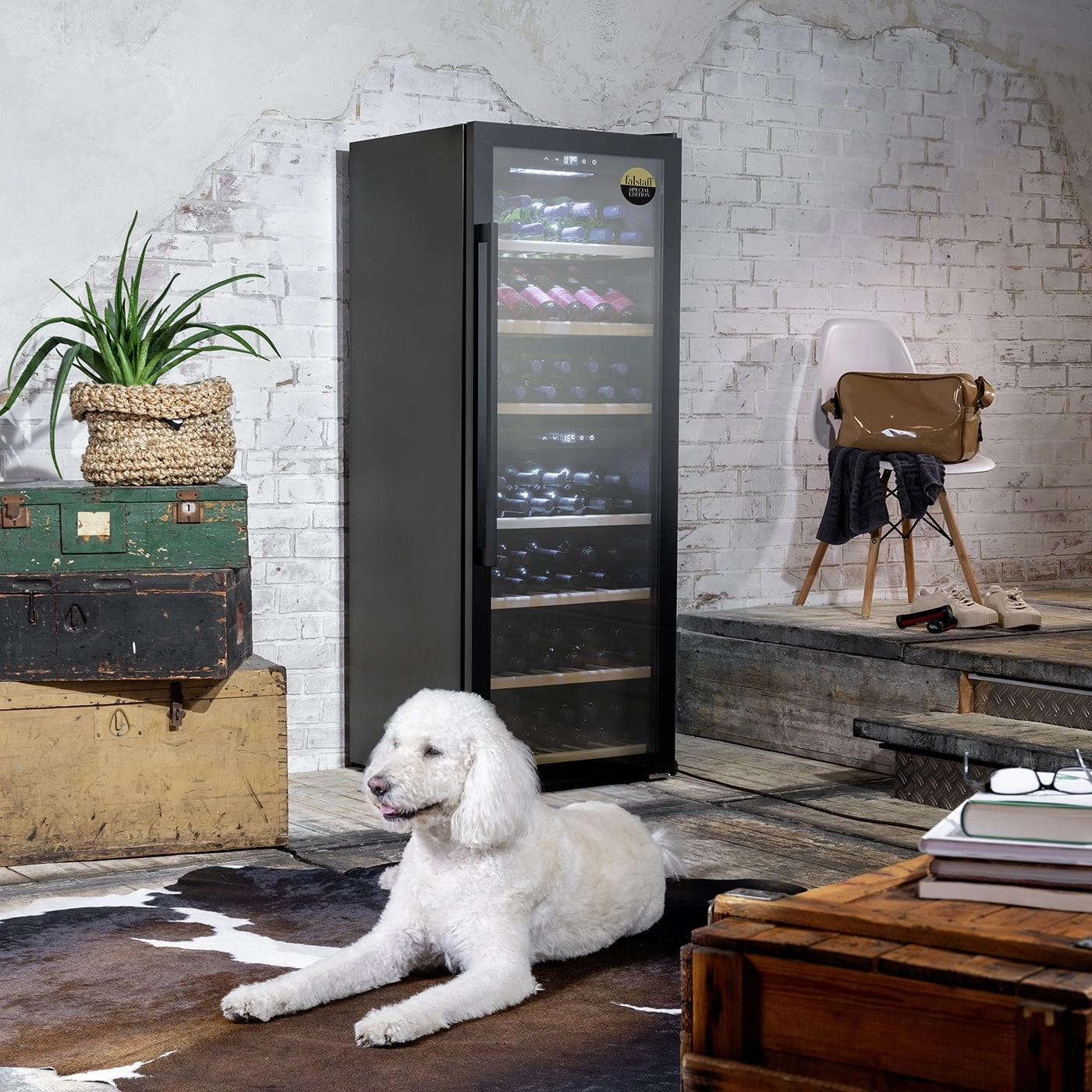 Weinkühlschrank, Hund, Pflanzen, Koffer, Stuhl, Teppich, Bücher, Schuhe, Tasche, Raum