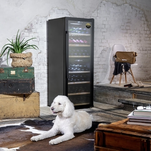 Wine cooler, dog, plants, trunks, chair, rug, books, shoes, bag, room, brick wall
