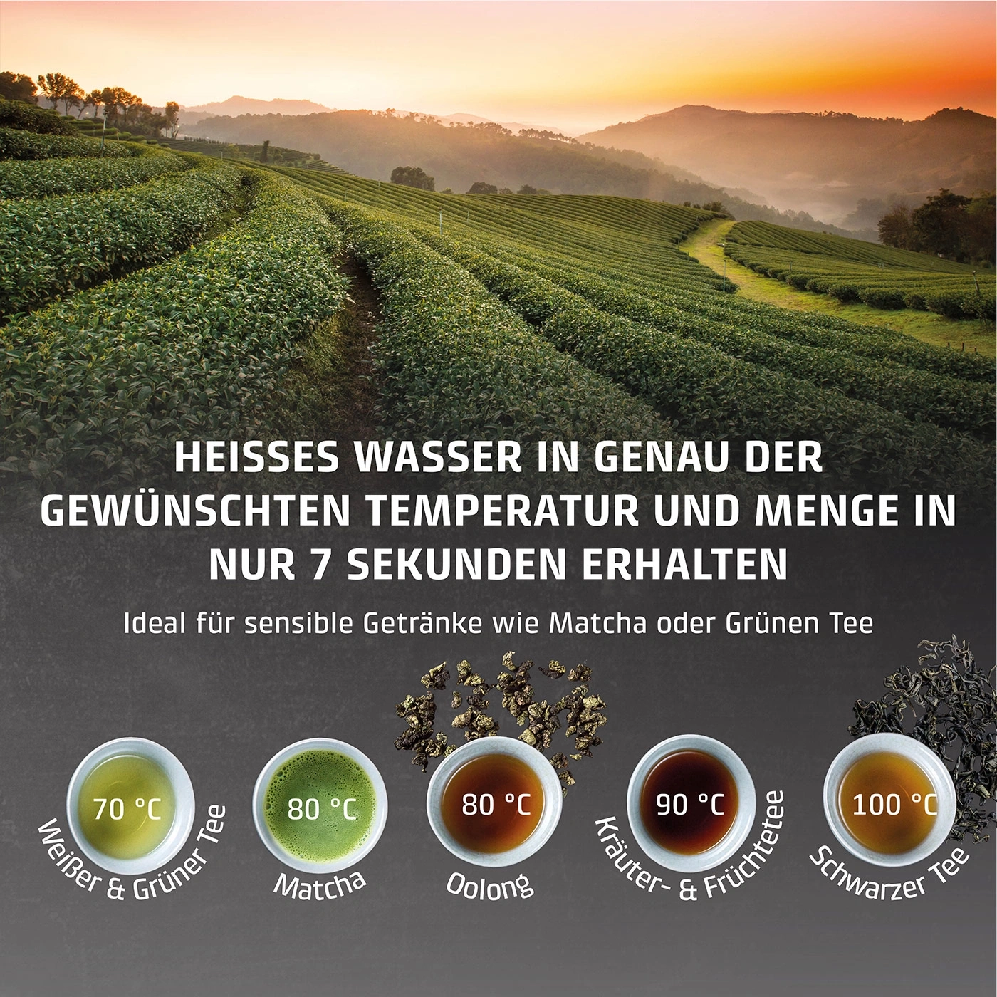 Tea plantation at sunrise with different teas and temperatures